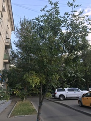 Fraxinus pennsylvanica