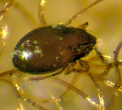 Scheloribatidae