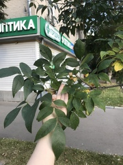 Fraxinus pennsylvanica