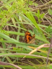 Byblia anvatara