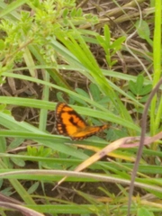 Byblia anvatara