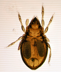 Scheloribatidae