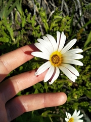 Arctotis aspera aspera