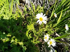 Arctotis aspera aspera