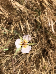 Calochortus palmeri