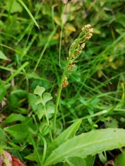Botrychium lunaria image