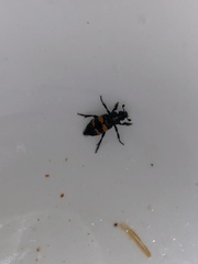 Nicrophorus defodiens