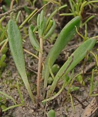 Dudleya blochmaniae blochmaniae