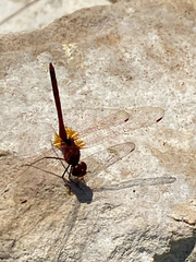 Trithemis arteriosa