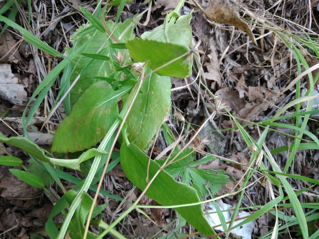 Caucasalia parviflora