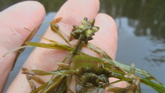 Potamogeton compressus