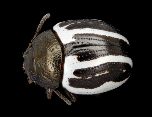 Ragweed Leaf Beetle (Zygogramma suturalis) photo 2