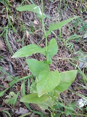 Caucasalia parviflora