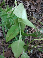 Caucasalia parviflora
