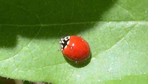 iNaturalist observation photo of Western Polished Lady Beetle