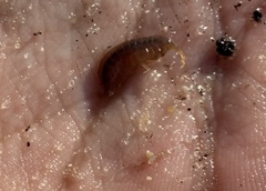 Gammarus pseudolimnaeus