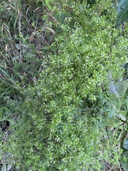 Galium asprellum