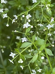 Galium asprellum