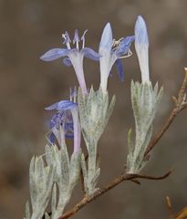 Eriastrum densifolium