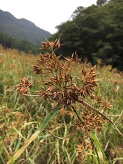 Rhynchospora corymbosa