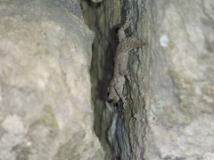 Mediodactylus danilewskii