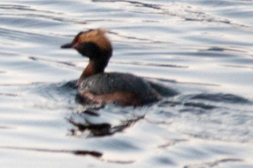 Potápka ušatá (Podiceps auritus)