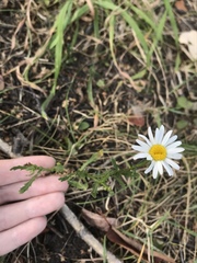 Leucanthemum vulgare