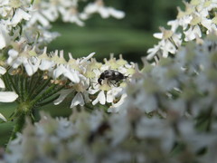Variimorda villosa