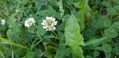 Trifolium repens