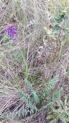 Oxytropis knjazevii