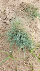 Corynephorus canescens