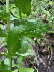 Campanula lactiflora