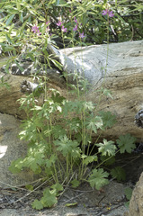 Sidalcea oregana oregana