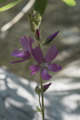 Sidalcea oregana oregana