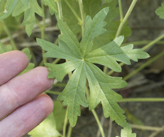 Sidalcea oregana oregana