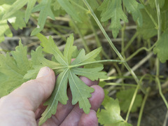 Sidalcea oregana oregana