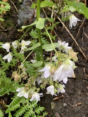 Campanula lactiflora