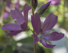 Sidalcea oregana oregana