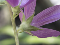 Sidalcea oregana oregana