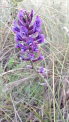 Oxytropis knjazevii
