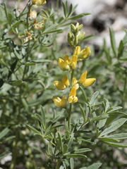 Lupinus croceus