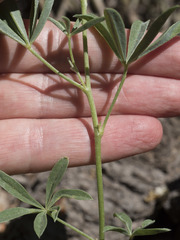 Lupinus croceus