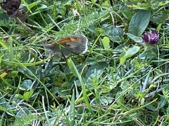 Coenonympha pamphilus