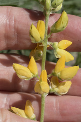 Lupinus croceus