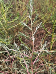 Petrosimonia triandra