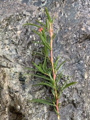 Chamaenerion colchicum