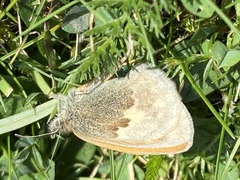 Coenonympha pamphilus