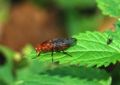 Dryomyzidae