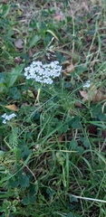 Achillea millefolium