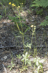 Potentilla gracilis fastigiata